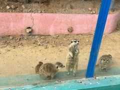 -宿豫区运河湾森林动物园