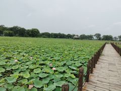 -西青郊野公园