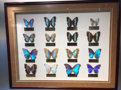 -上海昆虫博物馆