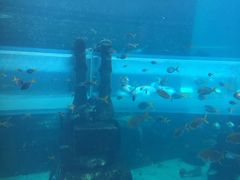 -亚特兰蒂斯水世界冒险乐园