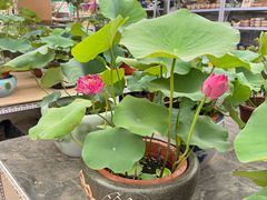 -李村大集