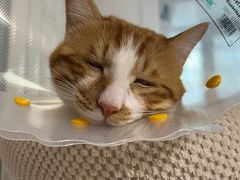 -纳吉亚猫专科动物医院·北北分院
