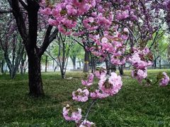 -莲花池公园