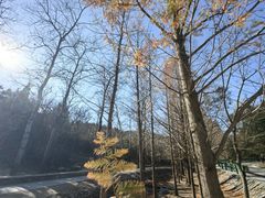 -白水寺森林公园