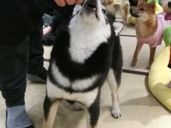 -逗柴咖啡屋·狗咖猫咖宠物桌游
