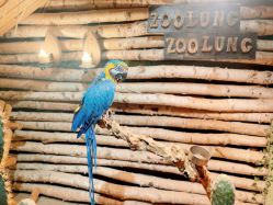 -Zoolung Zoolung动物主题公园(海信广场店)