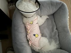 -爱妮康宠物医院·干细胞免疫细胞·肿瘤·心脏(张江店)