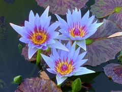 -国家植物园南园