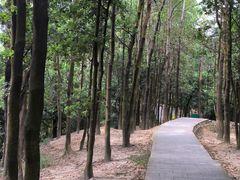 -火炉山森林公园