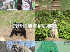 -合肥野生动物园