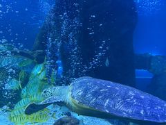 -太平洋海底世界