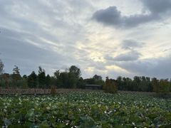 -溱湖国家湿地公园