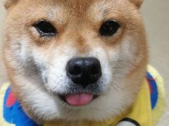 -逗柴咖啡屋·狗咖猫咖宠物桌游