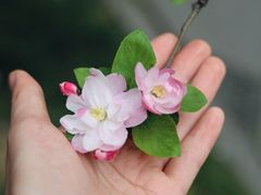 -棠湖公园