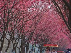 -合肥滨湖国家森林公园