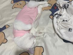 -纳吉亚猫专科动物医院·北北分院