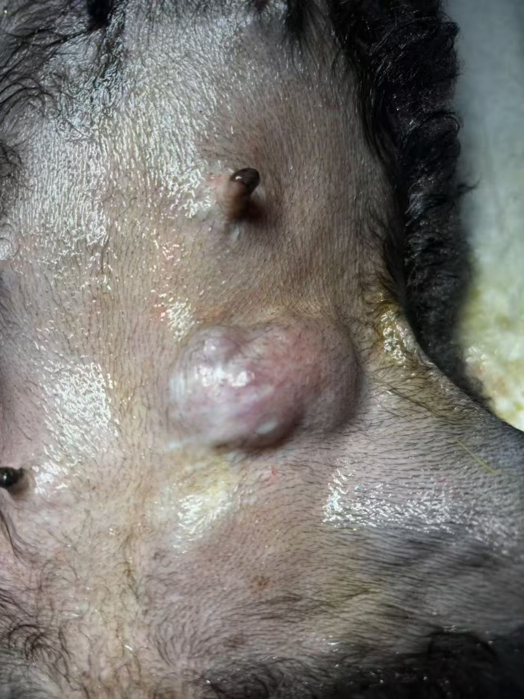 n
前段时间摸到狗狗腹部乳腺位置有硬块