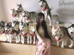 -Husky Go! 哈士奇体验馆·宠物咖啡厅狗咖