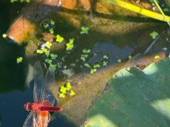 -渌洋湖湿地公园