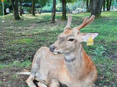 -森工平山皇家鹿苑景区
