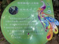 -西双版纳原始森林公园