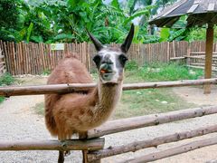 -泉州海丝野生动物世界