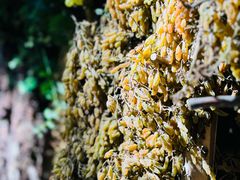 -新疆国际大巴扎