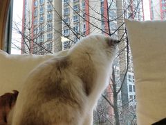 -猫和宫(六道口店)