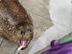-海合安成都极地海洋公园
