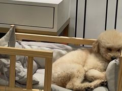 -芭比堂动物医院·犬猫全科·异宠专科(雁塔分院)