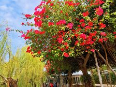 -东莞市可园博物馆