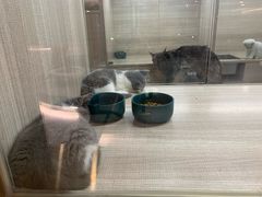 -飞行喵MR PILOT|猫舍·猫咖(静安大融城店)