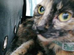 -荔康动物医院(康王北路店)