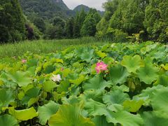 -贵阳市花溪国家城市湿地公园
