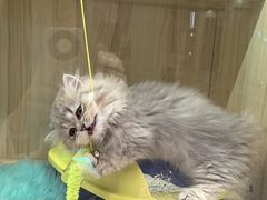-momokira米努特·德文卷毛猫·棉花面纱犬