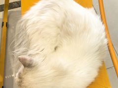 -平行世界·猫咖(首经贸店)