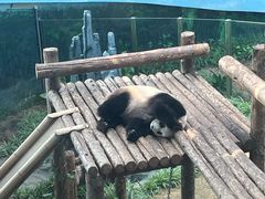 -大连森林动物园