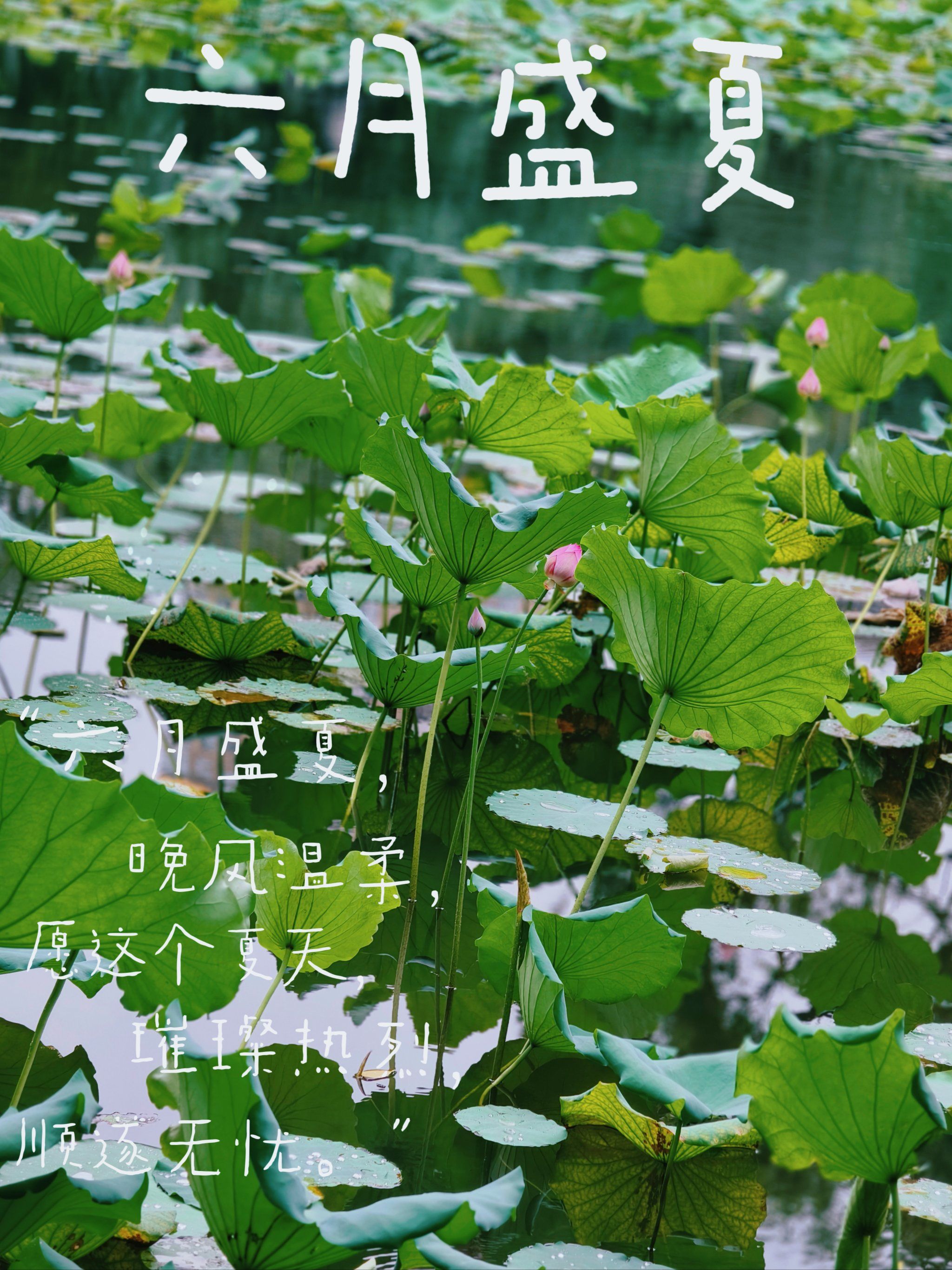 大自然的雨后韵味