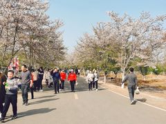 -天王浮山樱花园