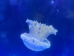 -左海海底世界