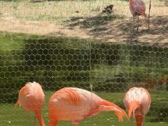 -石家庄市动物园