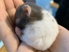 -龟与熊猫宠物公园(南坪店)