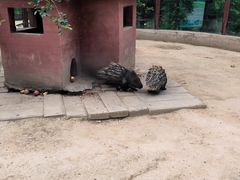 -青藏高原野生动物园