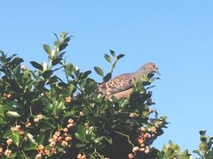 -龙头岩(Dragon Head Rock)