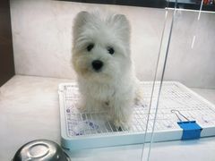 -翊宠yipet猫狗购宠庄园犬舍•猫舍