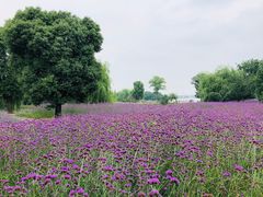-鹅湖玫瑰文化园