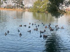 -西湖游船