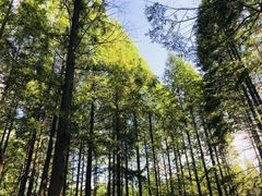 -黄海国家森林公园