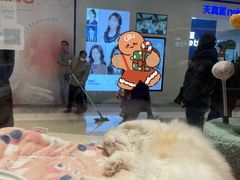 -babydoll猫舍·米努特·德文·缅因(久光中心店)