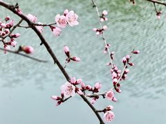 -桃花堤公园